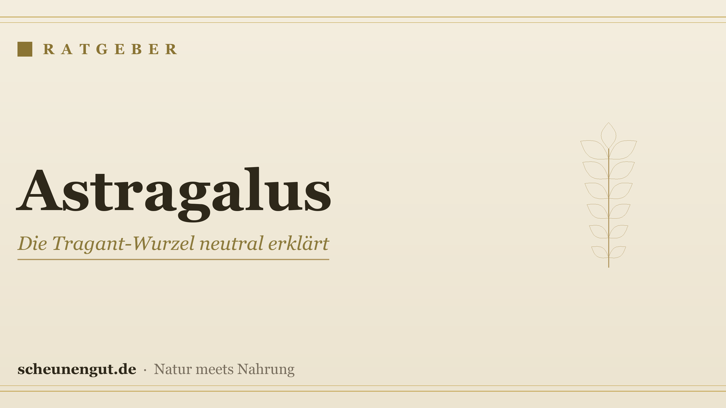 Astragalus (Tragant): Wirkung, Anwendung und Herkunft erklärt – Ratgeber von Scheunengut