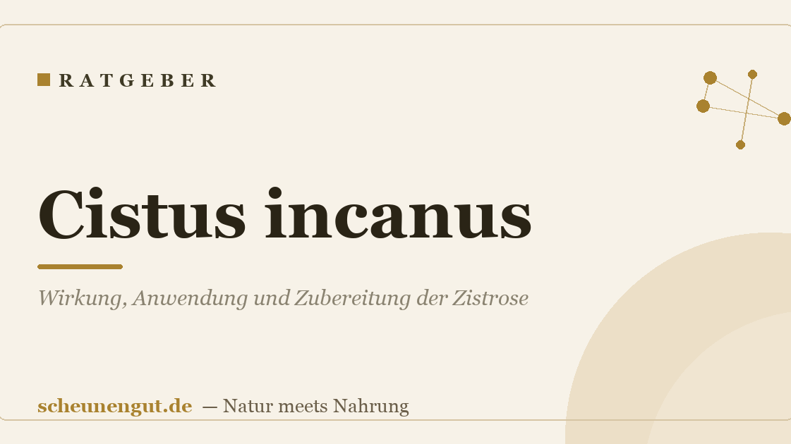 Cistus incanus: Wirkung, Anwendung und Zubereitung der Zistrose