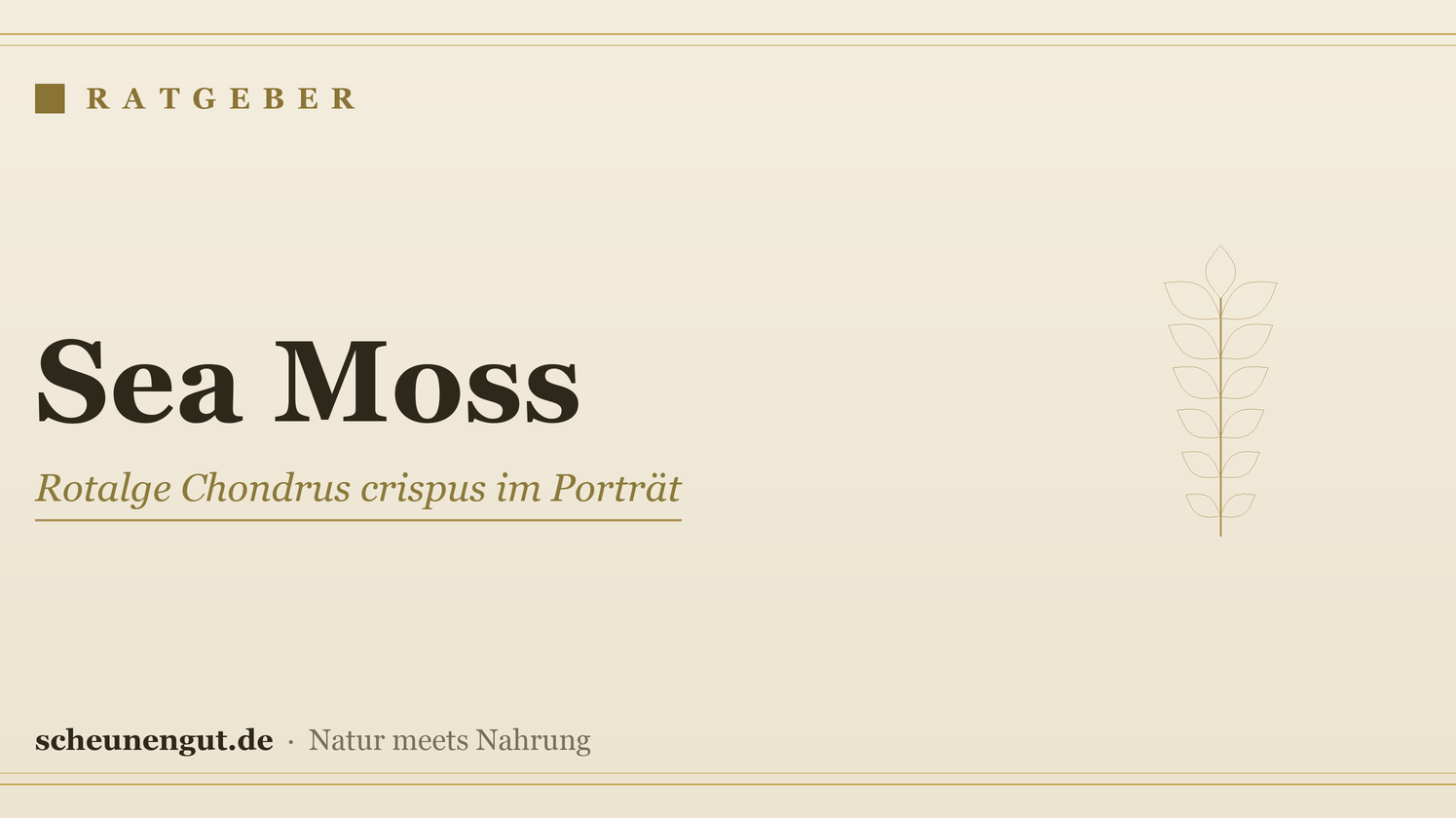 Sea Moss (Chondrus crispus): Nährstoffe, Formen & Qualität – Ratgeber von Scheunengut