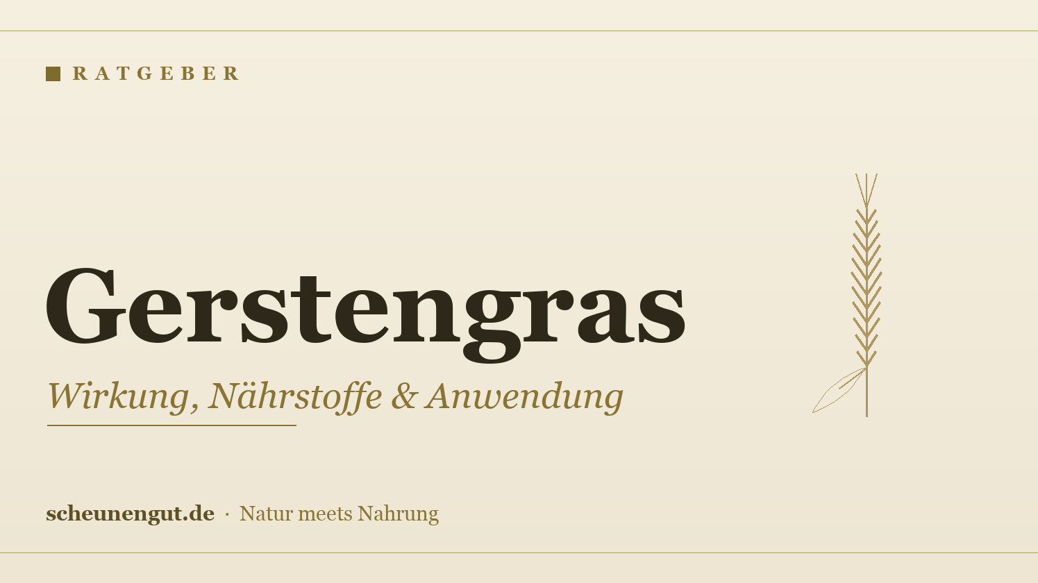 Gerstengras – Ratgeber: Wirkung, Nährstoffe & Anwendung