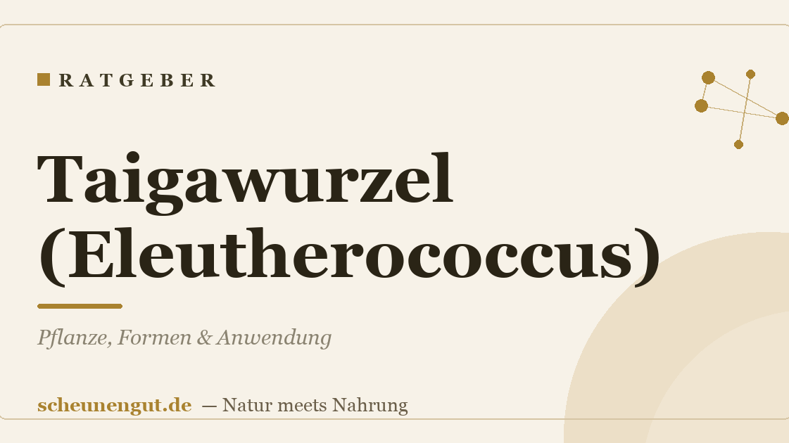 Taigawurzel (Eleutherococcus): Pflanze, Formen & Anwendung