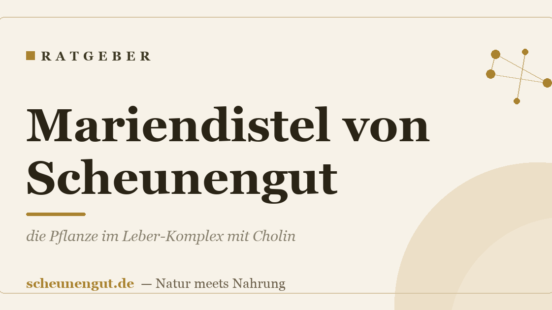 Mariendistel von Scheunengut: die Pflanze im Leber-Komplex mit Cholin