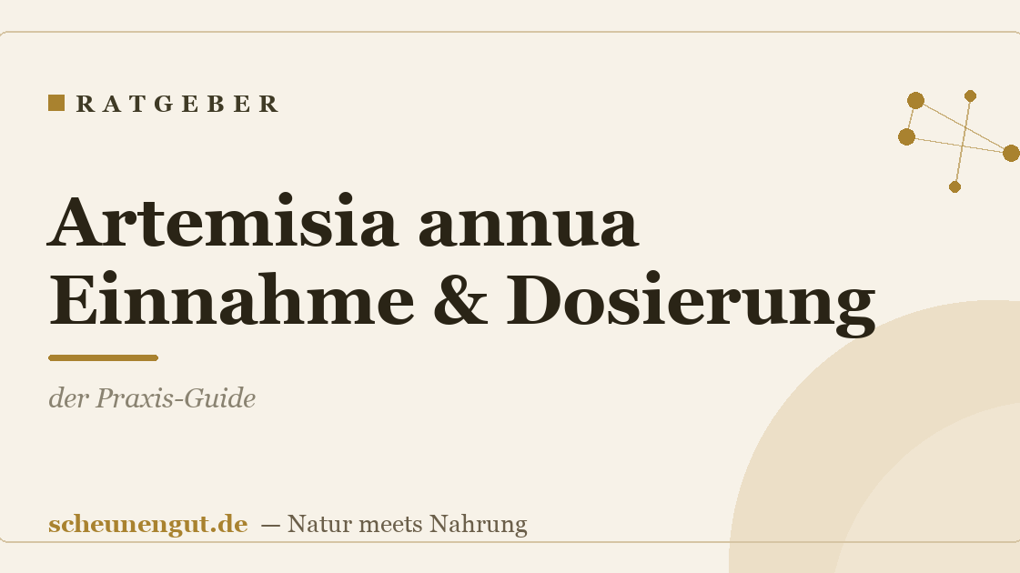 Artemisia annua Einnahme & Dosierung: der Praxis-Guide