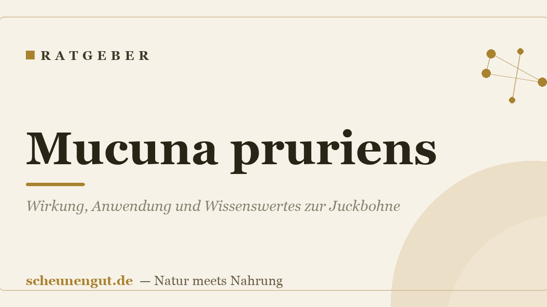 Mucuna pruriens: Wirkung, Anwendung und Wissenswertes zur Juckbohne