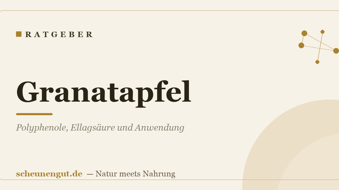 Granatapfel: Polyphenole, Ellagsäure und Anwendung