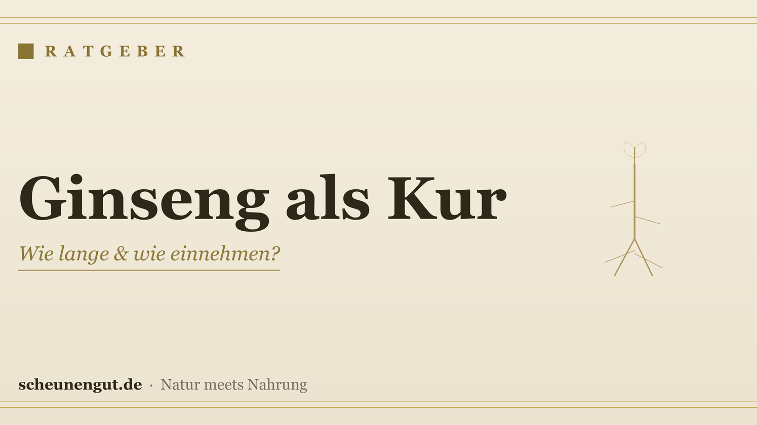 Ginseng als Kur: Wie lange und wie einnehmen? – Ratgeber von Scheunengut