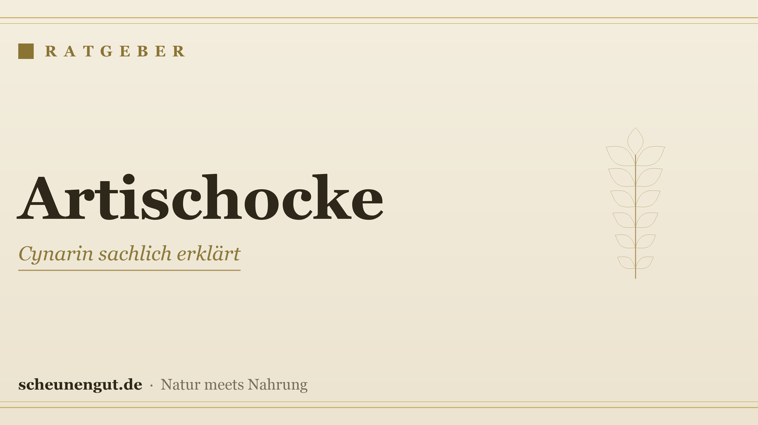 Artischocke & Cynarin sachlich erklärt – Ratgeber von Scheunengut