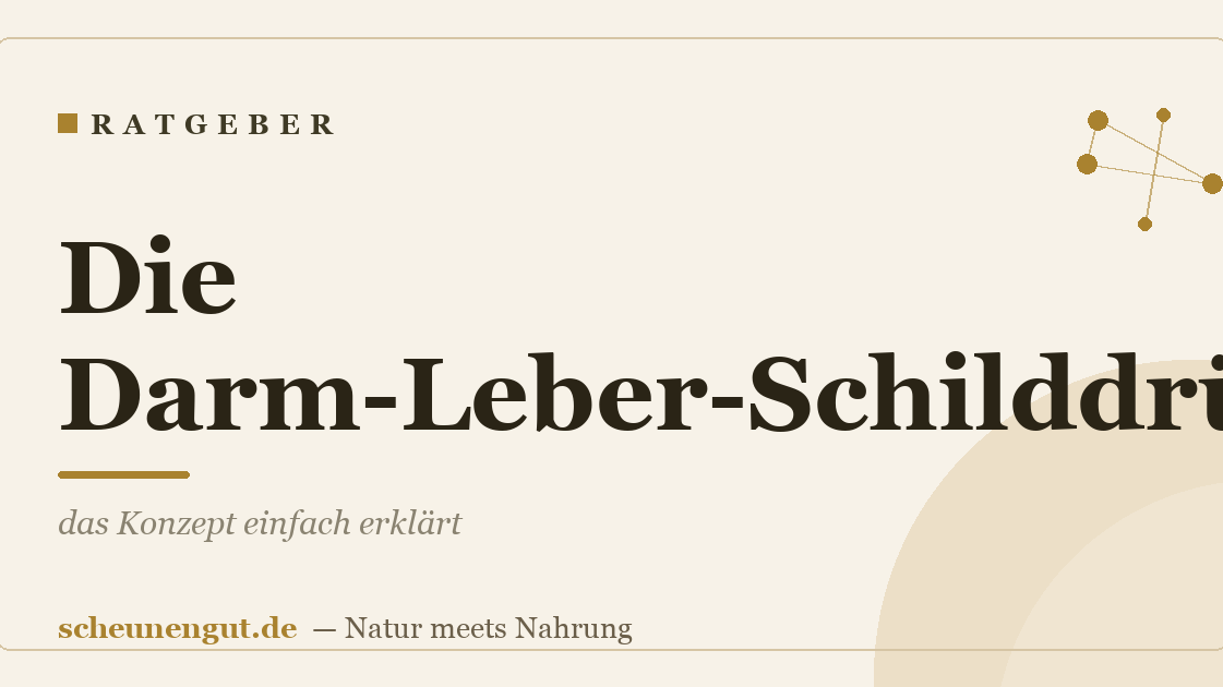 Die Darm-Leber-Schilddrüse-Achse: das Konzept einfach erklärt