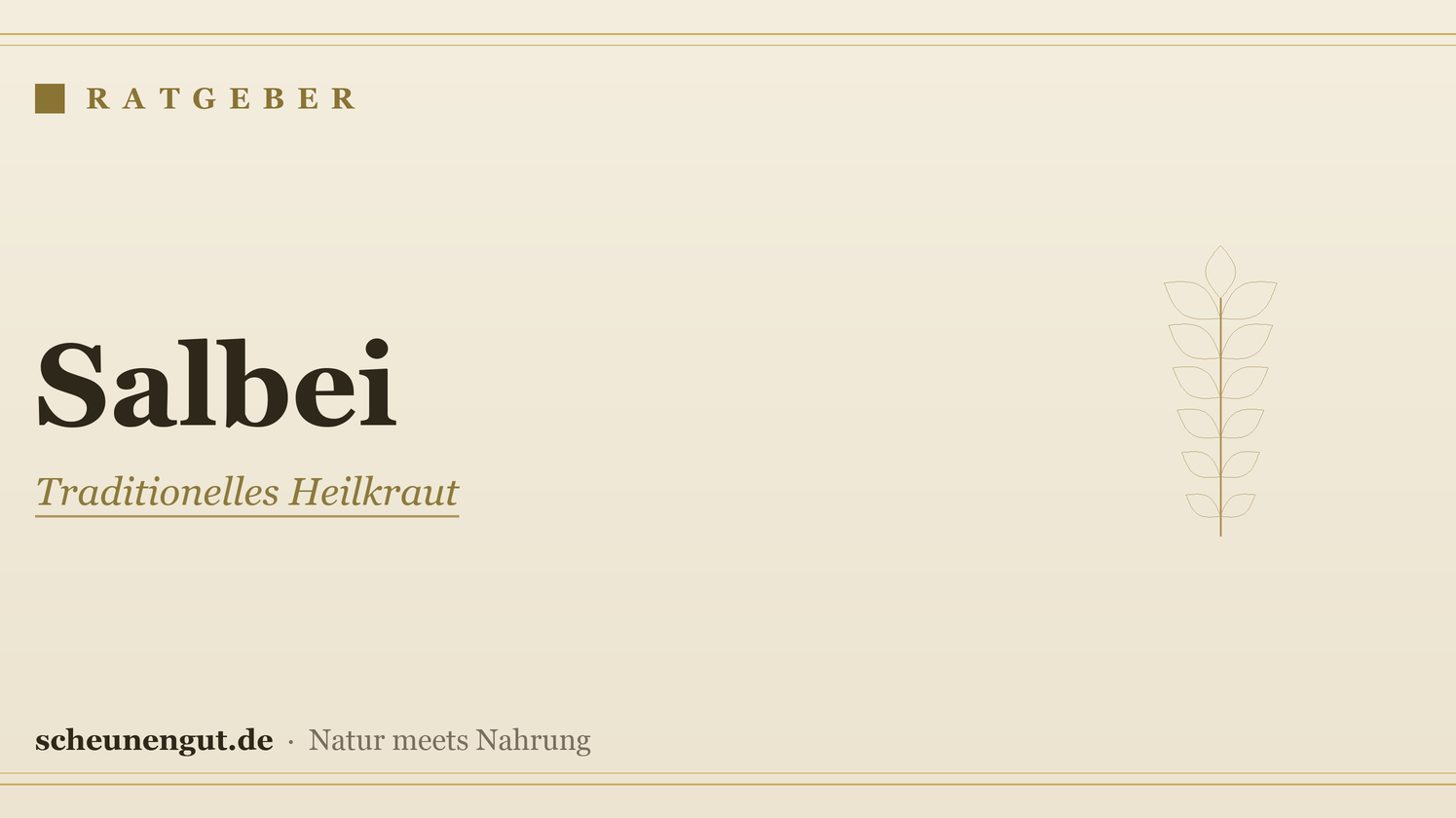 Salbei: Anwendung (Schwitzen, Hals) – Ratgeber von Scheunengut