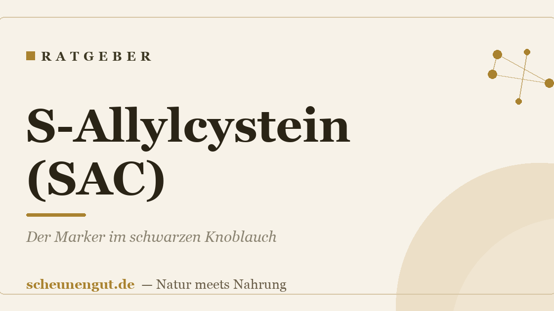 S-Allylcystein (SAC): Der Marker im schwarzen Knoblauch