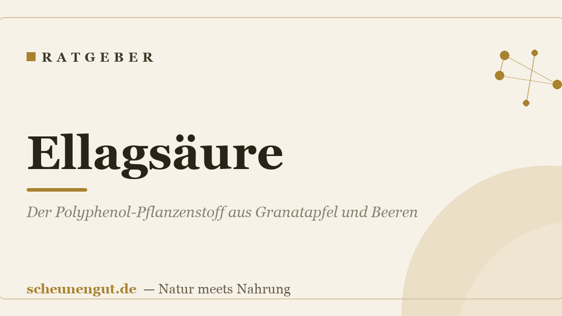 Ellagsäure: Der Polyphenol-Pflanzenstoff aus Granatapfel und Beeren