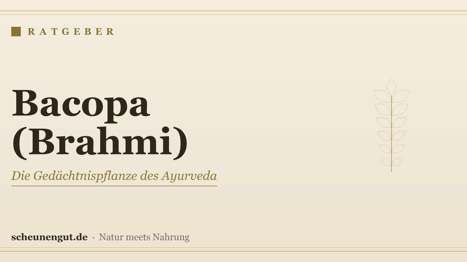 Bacopa Monnieri (Brahmi) & Gedächtnis – Ratgeber von Scheunengut
