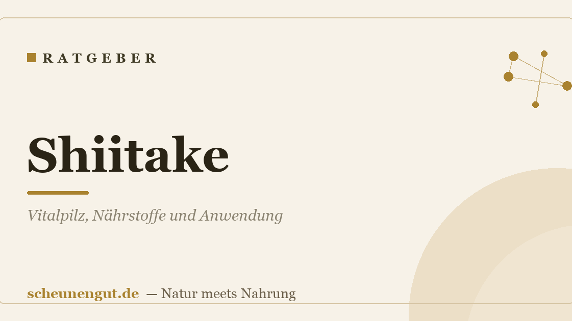 Shiitake: Vitalpilz, Nährstoffe und Anwendung
