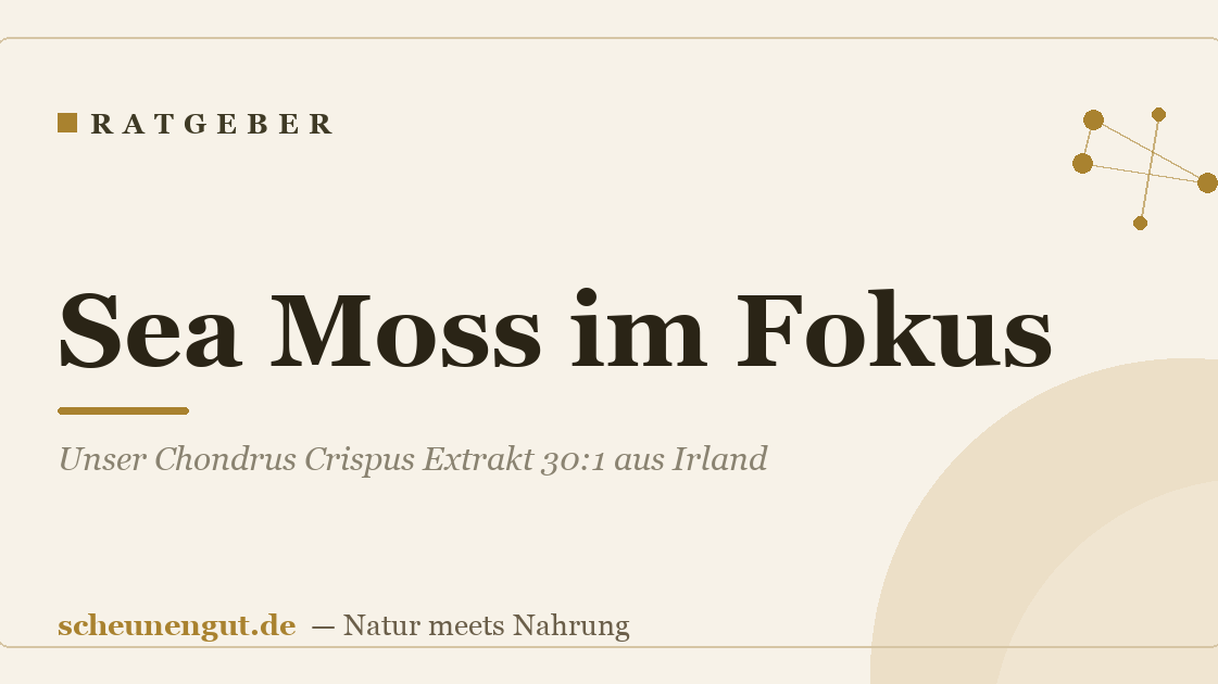 Sea Moss im Fokus: Unser Chondrus Crispus Extrakt 30:1 aus Irland