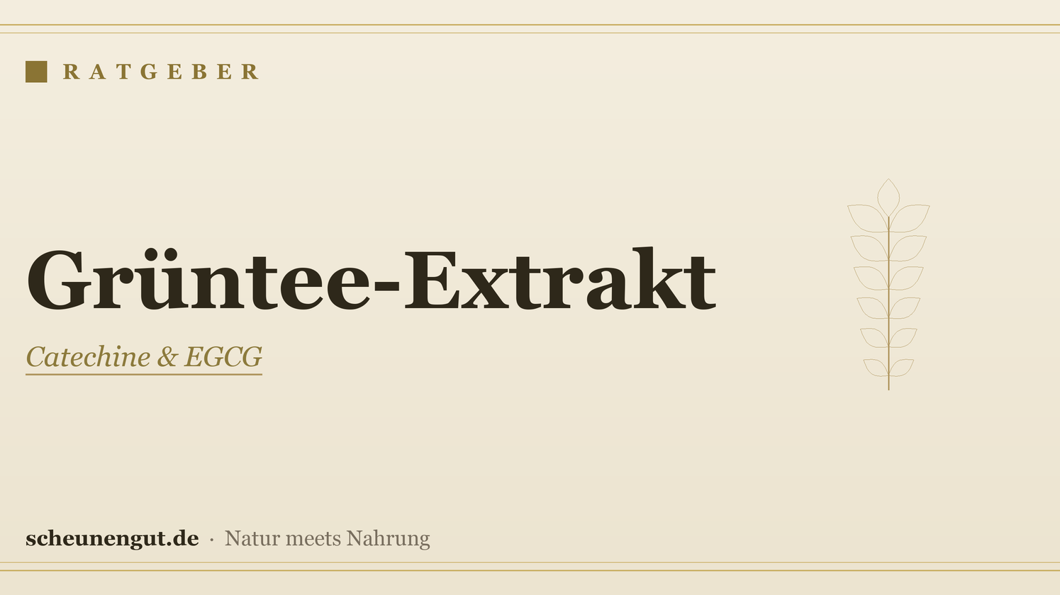 Grüntee-Extrakt & EGCG: sachlich erklärt – Ratgeber von Scheunengut
