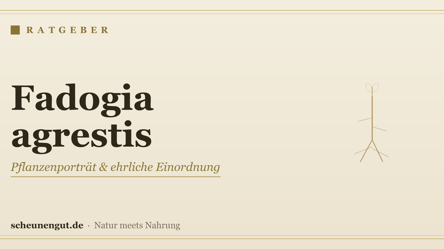 Fadogia agrestis: Pflanzenporträt, Tradition und ehrliche Studienlage – Ratgeber von Scheunengut