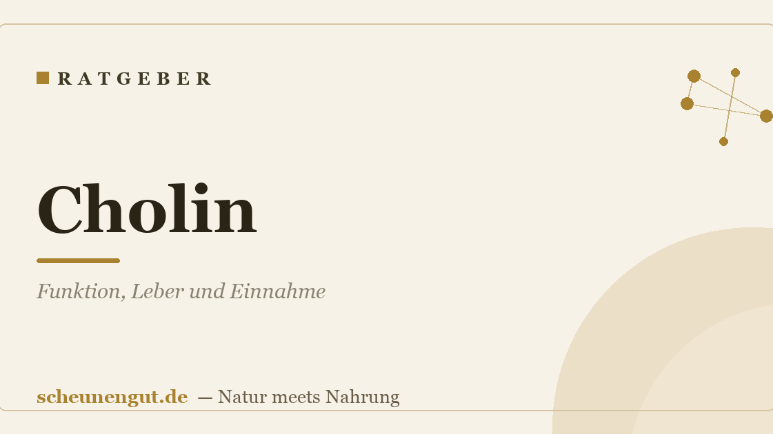 Cholin: Funktion, Leber und Einnahme