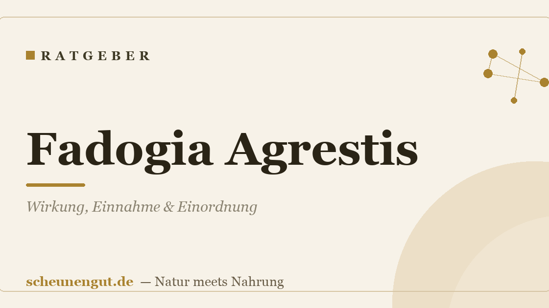 Fadogia Agrestis: Wirkung, Einnahme & Einordnung