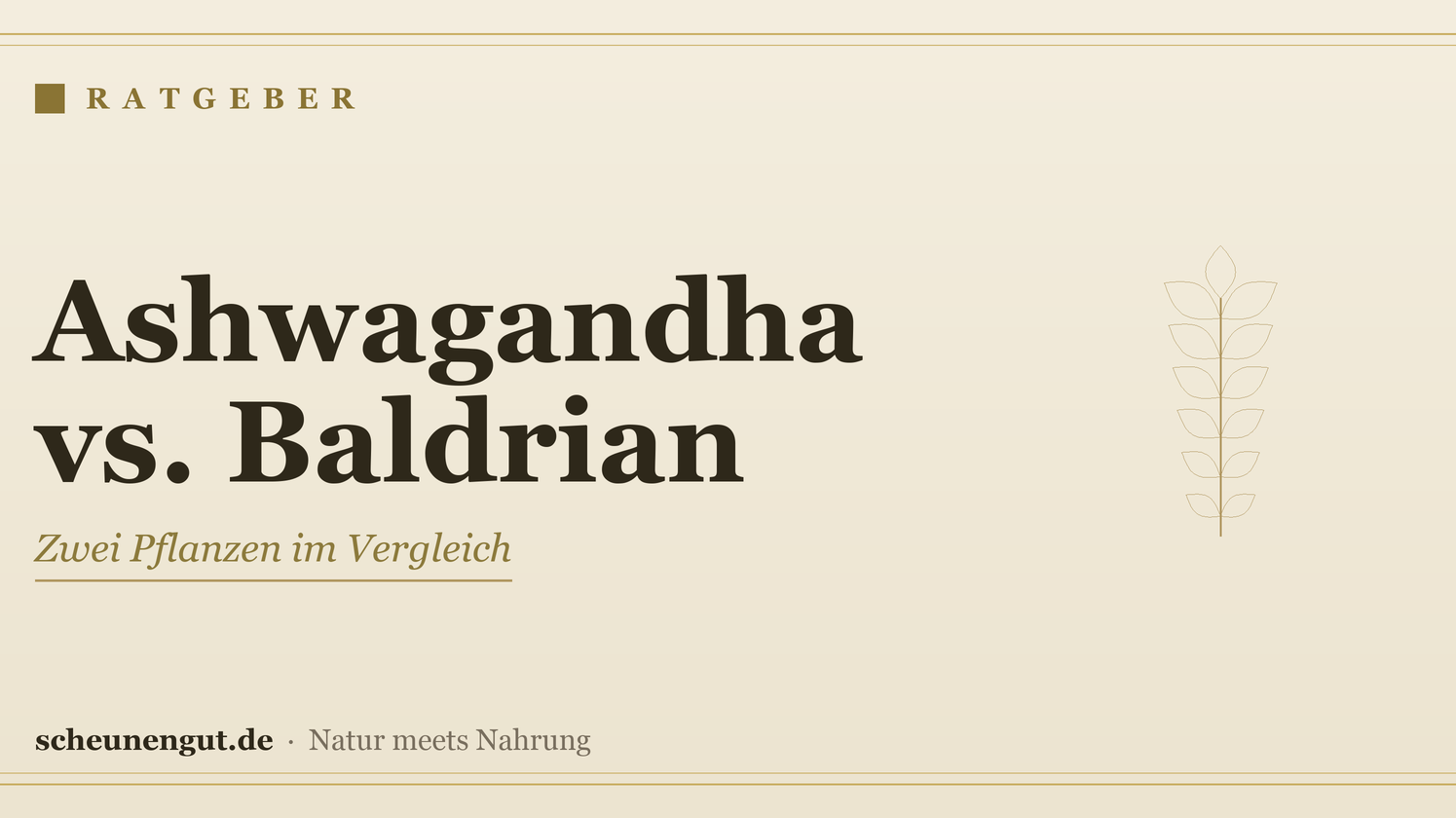 Ashwagandha oder Baldrian? Der ehrliche Vergleich – Ratgeber von Scheunengut