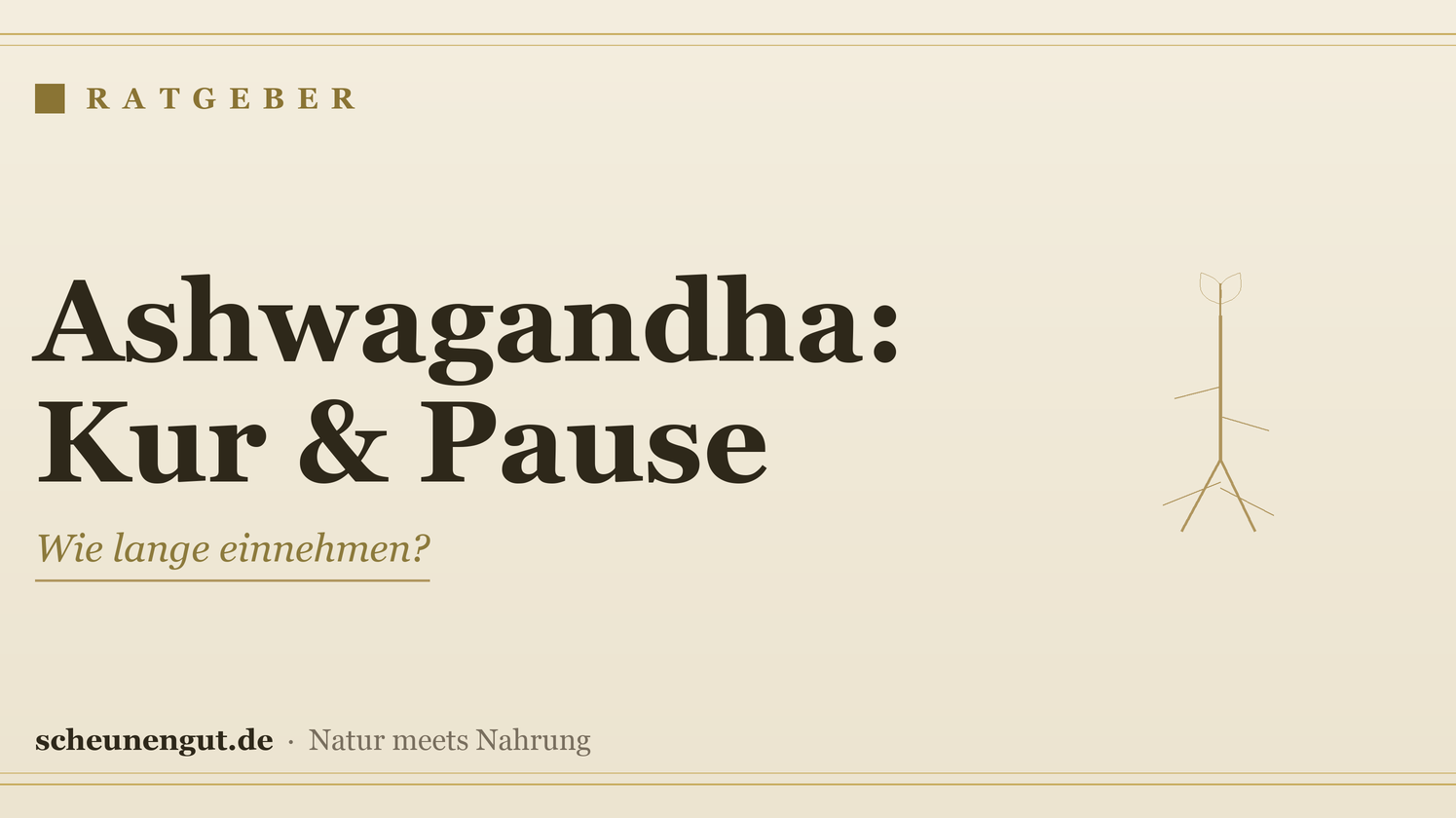 Ashwagandha: Wie lange einnehmen? Kur & Pause – Ratgeber von Scheunengut