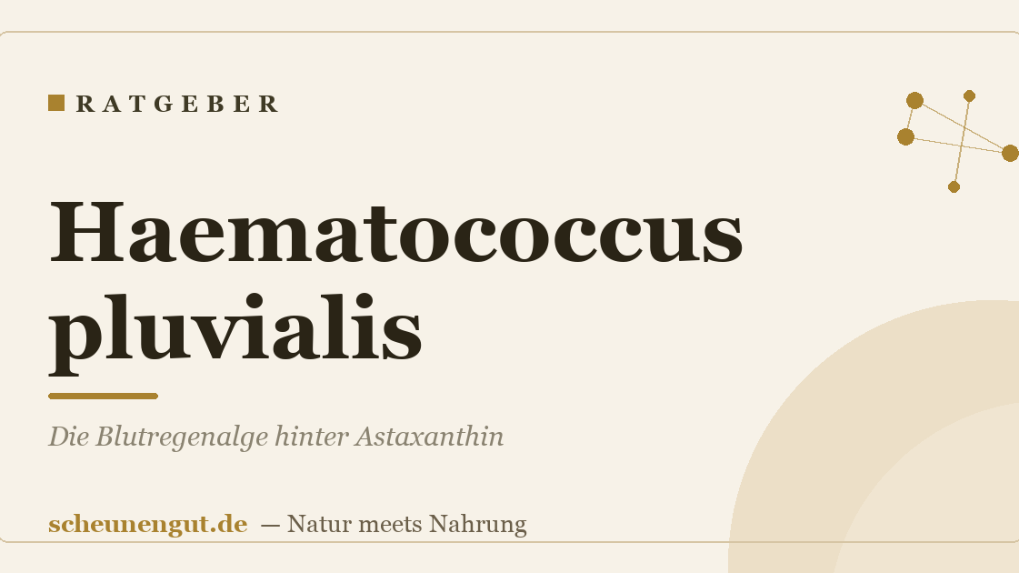 Haematococcus pluvialis: Die Blutregenalge hinter Astaxanthin