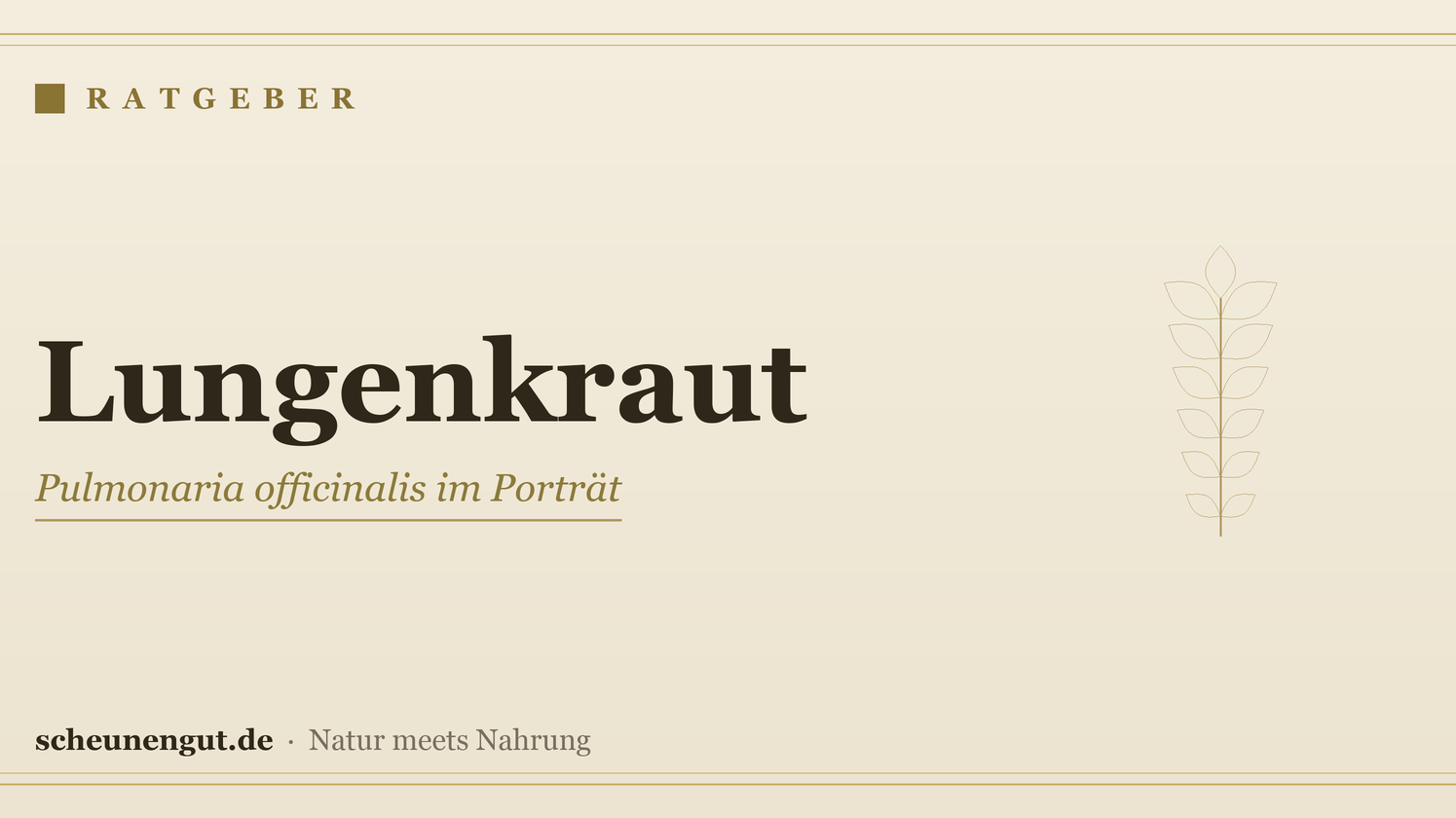 Lungenkraut (Pulmonaria officinalis): Botanik, Tradition und Wissenswertes – Ratgeber von Scheunengut