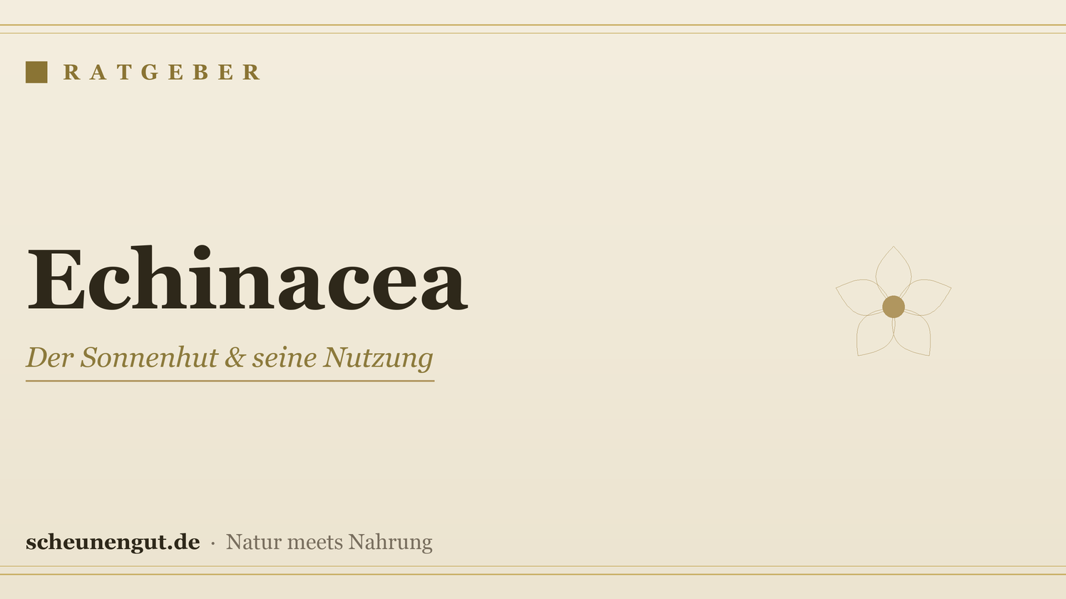 Echinacea (Sonnenhut) & Immunsystem – Ratgeber von Scheunengut