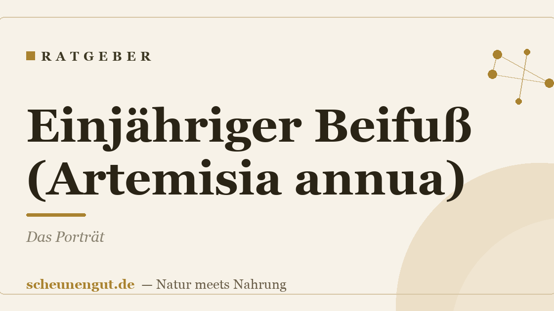 Einjähriger Beifuß (Artemisia annua): Das Porträt