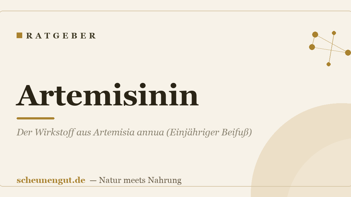 Artemisinin: Der Wirkstoff aus Artemisia annua (Einjähriger Beifuß)