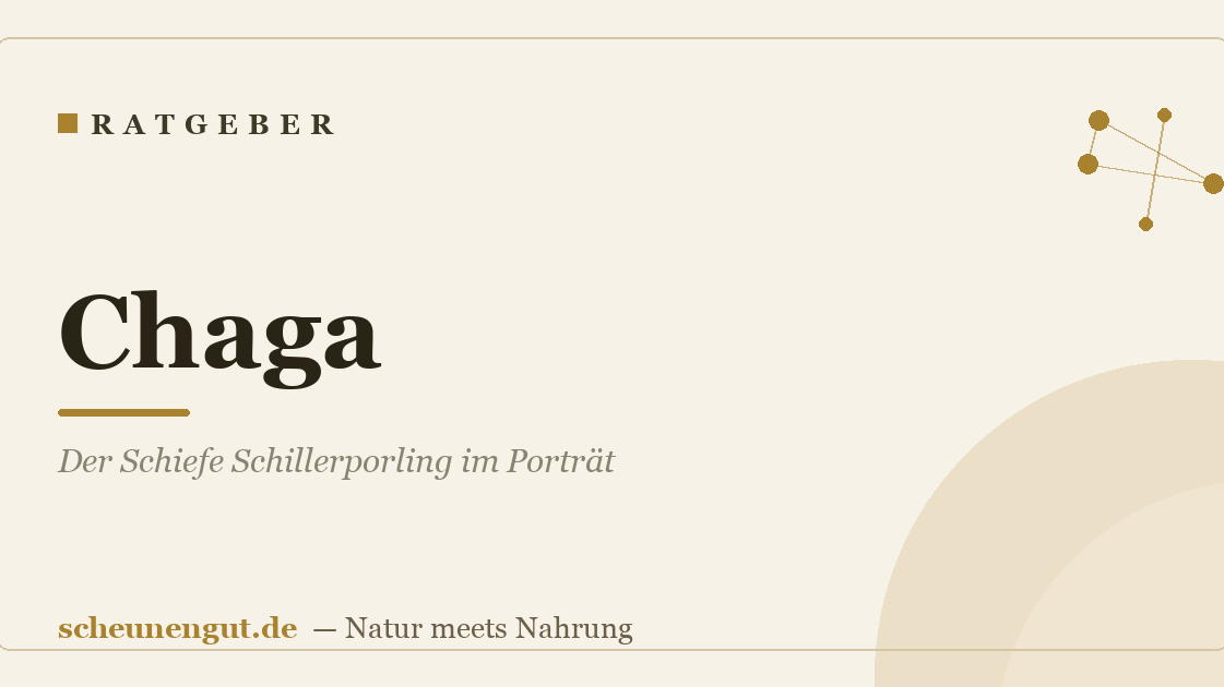 Chaga: Der Schiefe Schillerporling im Porträt
