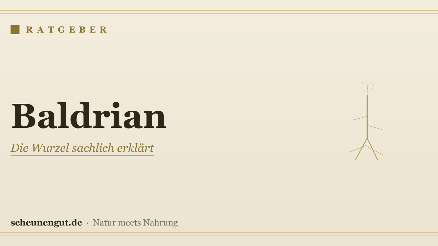 Baldrian: die Wurzel sachlich erklärt – Ratgeber von Scheunengut