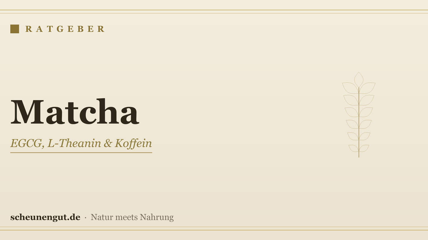 Matcha: EGCG & L-Theanin erklärt – Ratgeber von Scheunengut