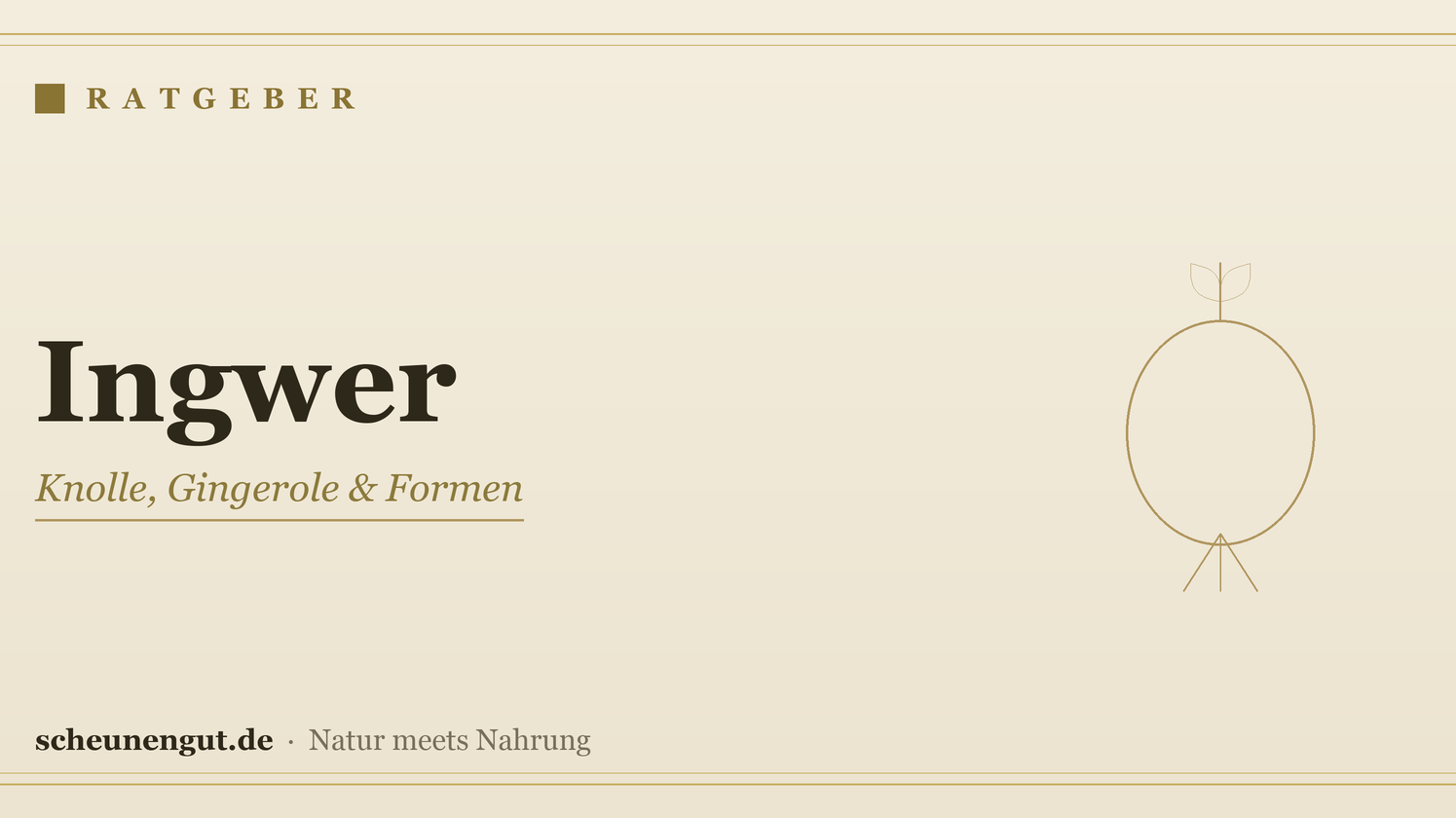 Ingwer: Inhaltsstoffe, Formen & Anwendung – Ratgeber von Scheunengut