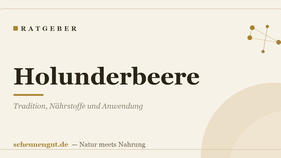 Holunderbeere: Tradition, Nährstoffe und Anwendung