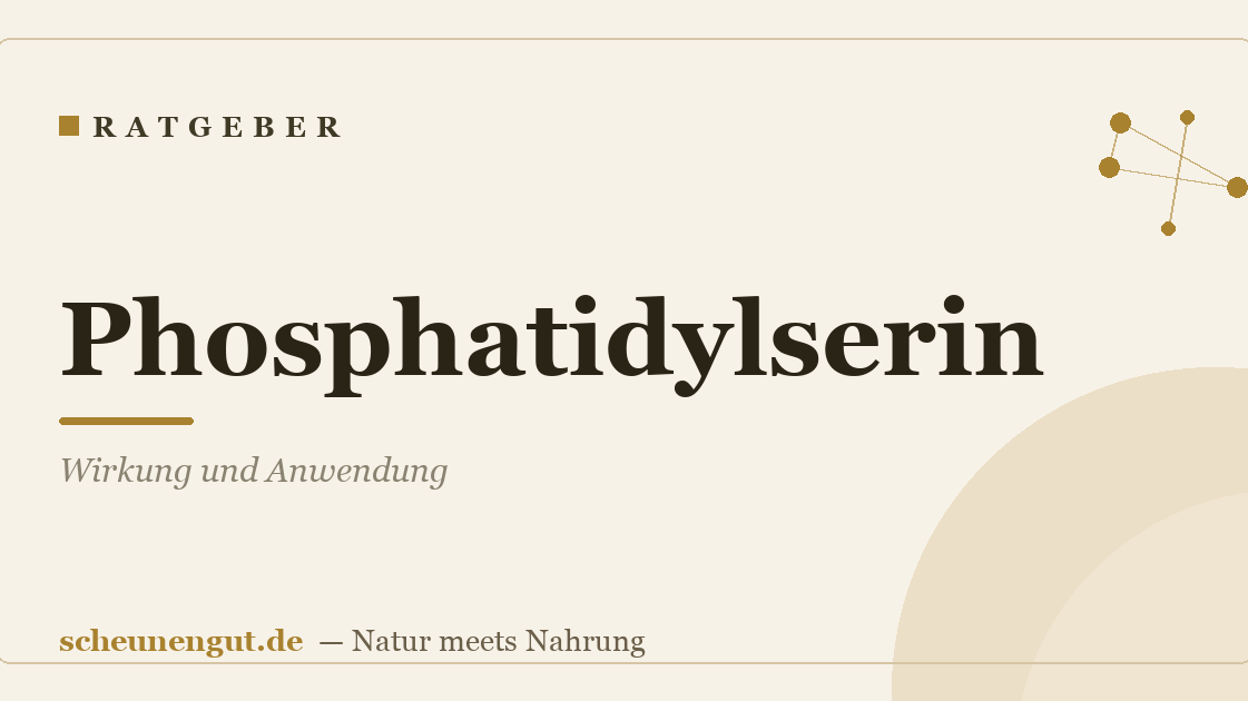Phosphatidylserin: Wirkung und Anwendung
