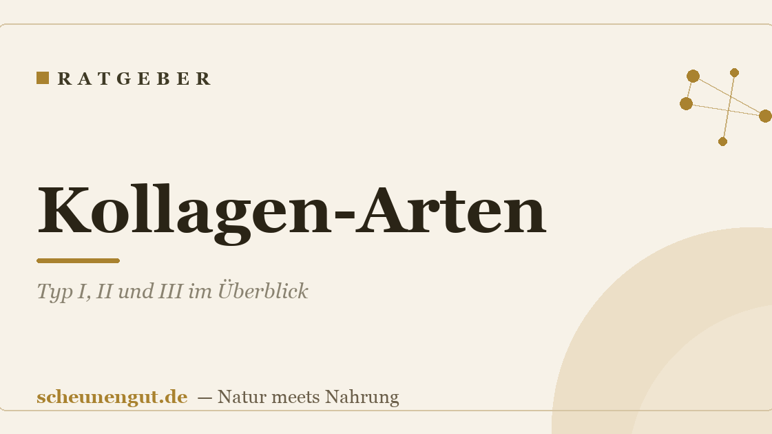 Kollagen-Arten: Typ I, II und III im Überblick