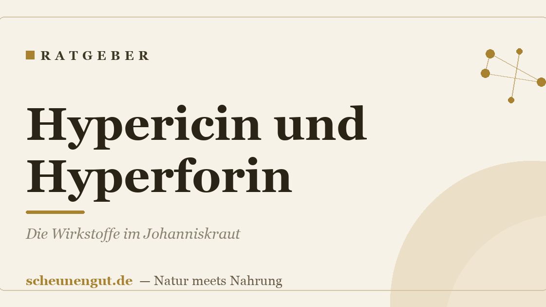 Hypericin und Hyperforin: Die Wirkstoffe im Johanniskraut