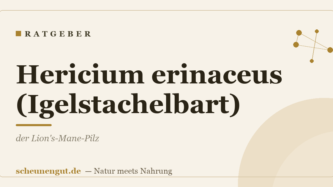 Hericium erinaceus (Igelstachelbart): der Lion's-Mane-Pilz