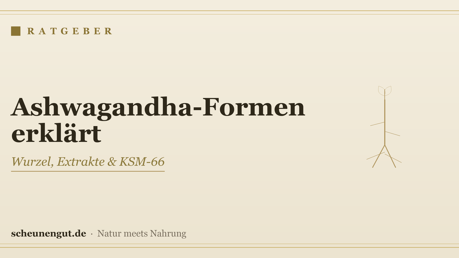 Ashwagandha: Wurzel, Extrakte & KSM-66 erklärt – Ratgeber von Scheunengut