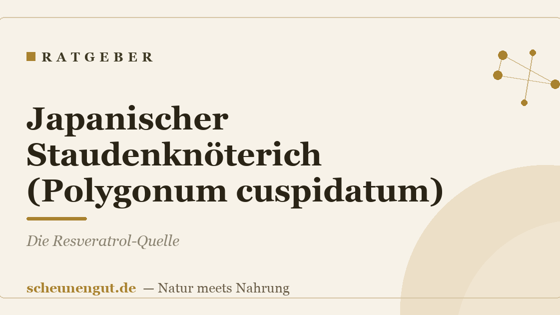 Japanischer Staudenknöterich (Polygonum cuspidatum): Die Resveratrol-Quelle