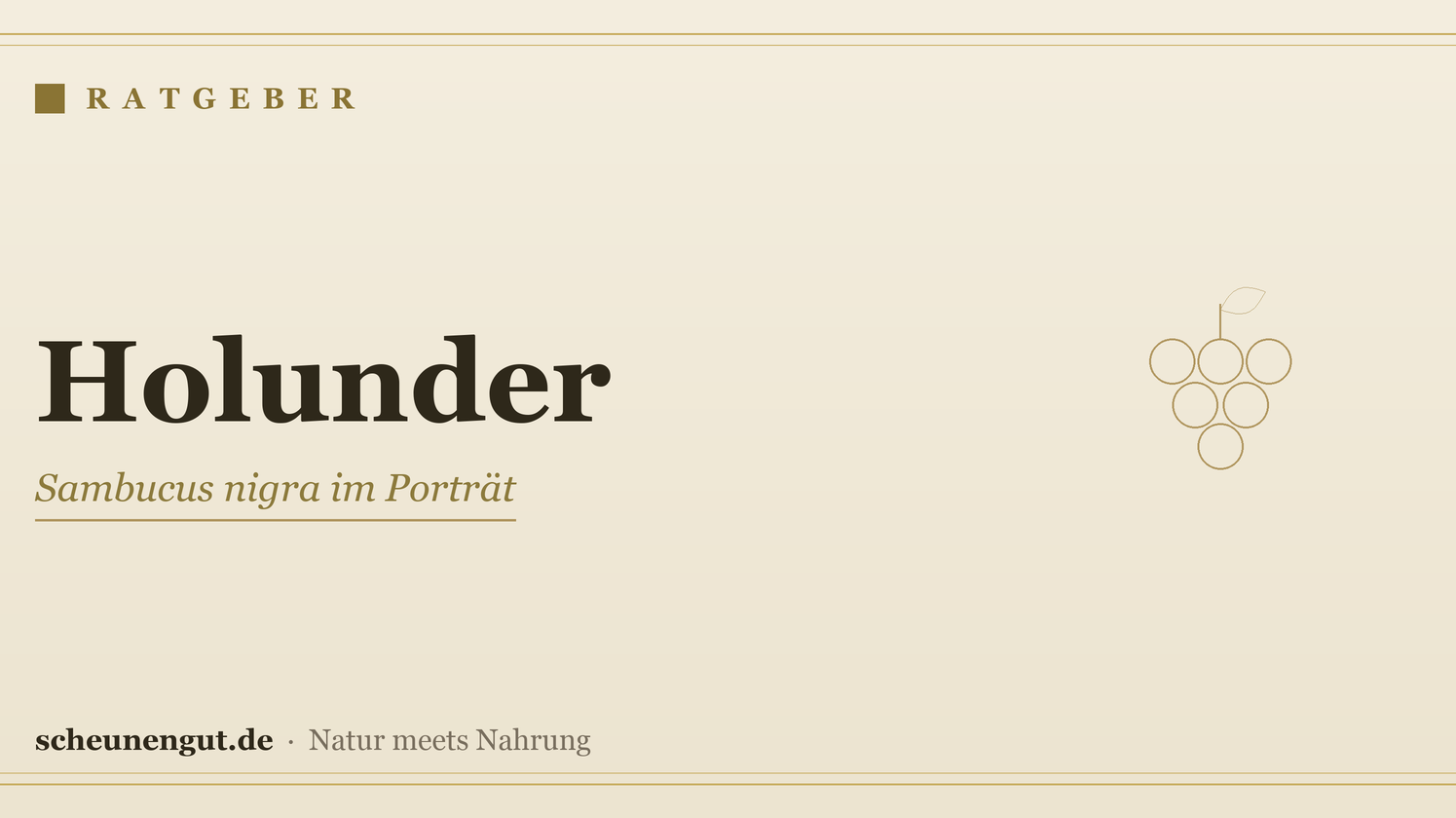 Holunder (Sambucus): Wirkung & Anwendung – Ratgeber von Scheunengut