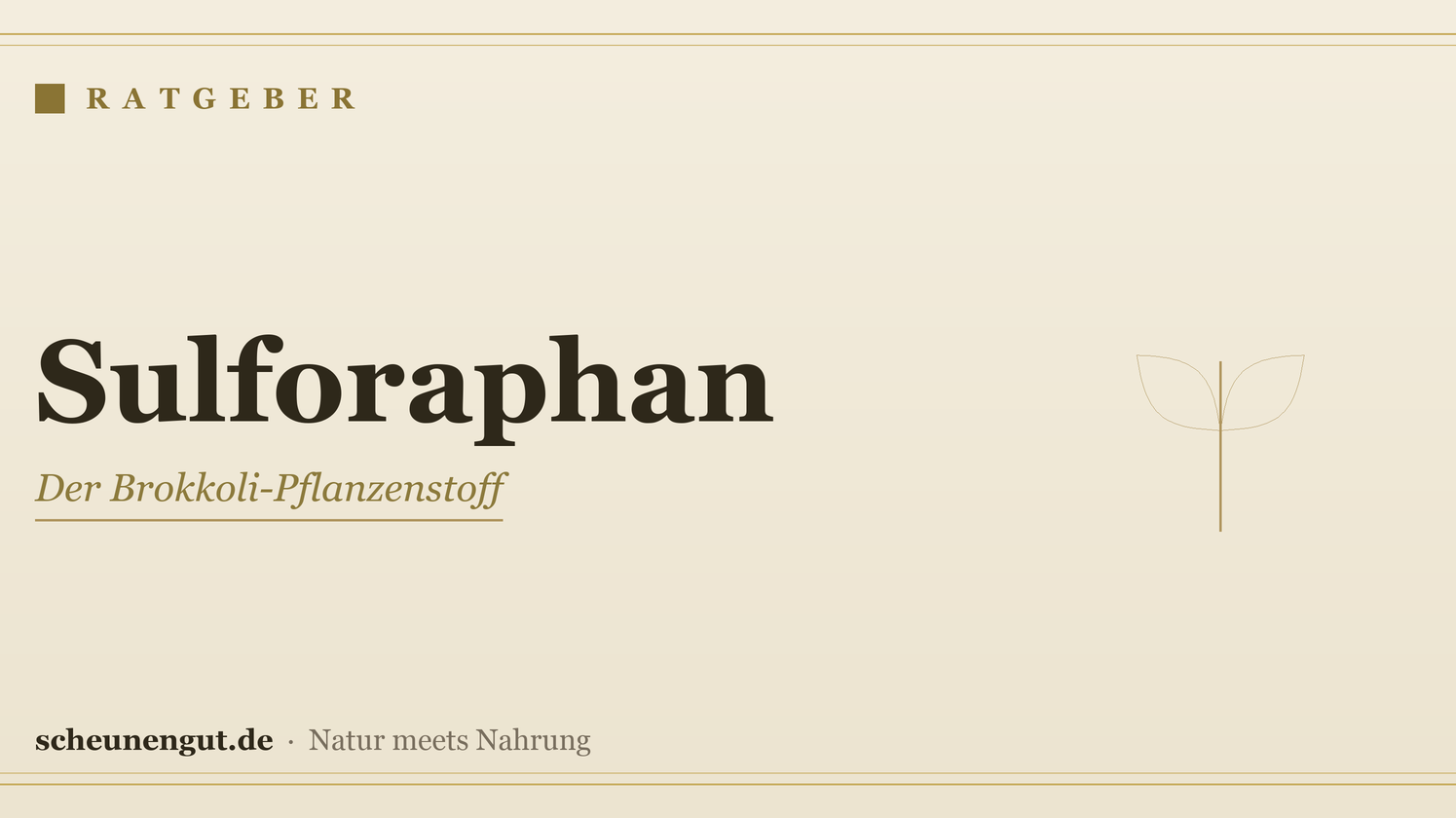 Sulforaphan aus Brokkoli: erklärt – Ratgeber von Scheunengut