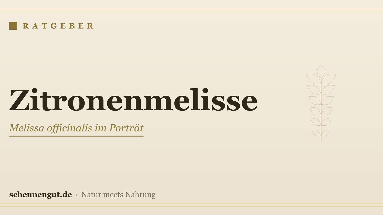 Zitronenmelisse: Beruhigung & Verdauung – Ratgeber von Scheunengut
