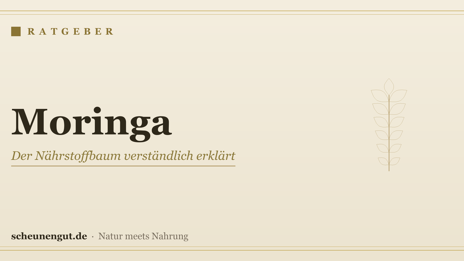 Moringa – Ratgeber von Scheunengut