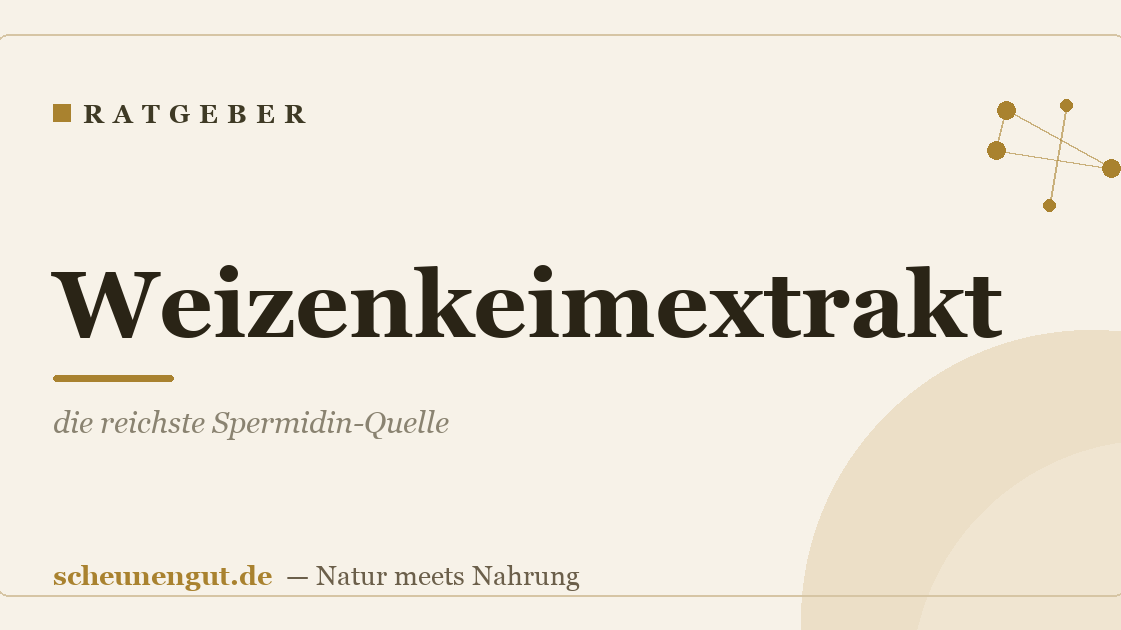 Weizenkeimextrakt: die reichste Spermidin-Quelle