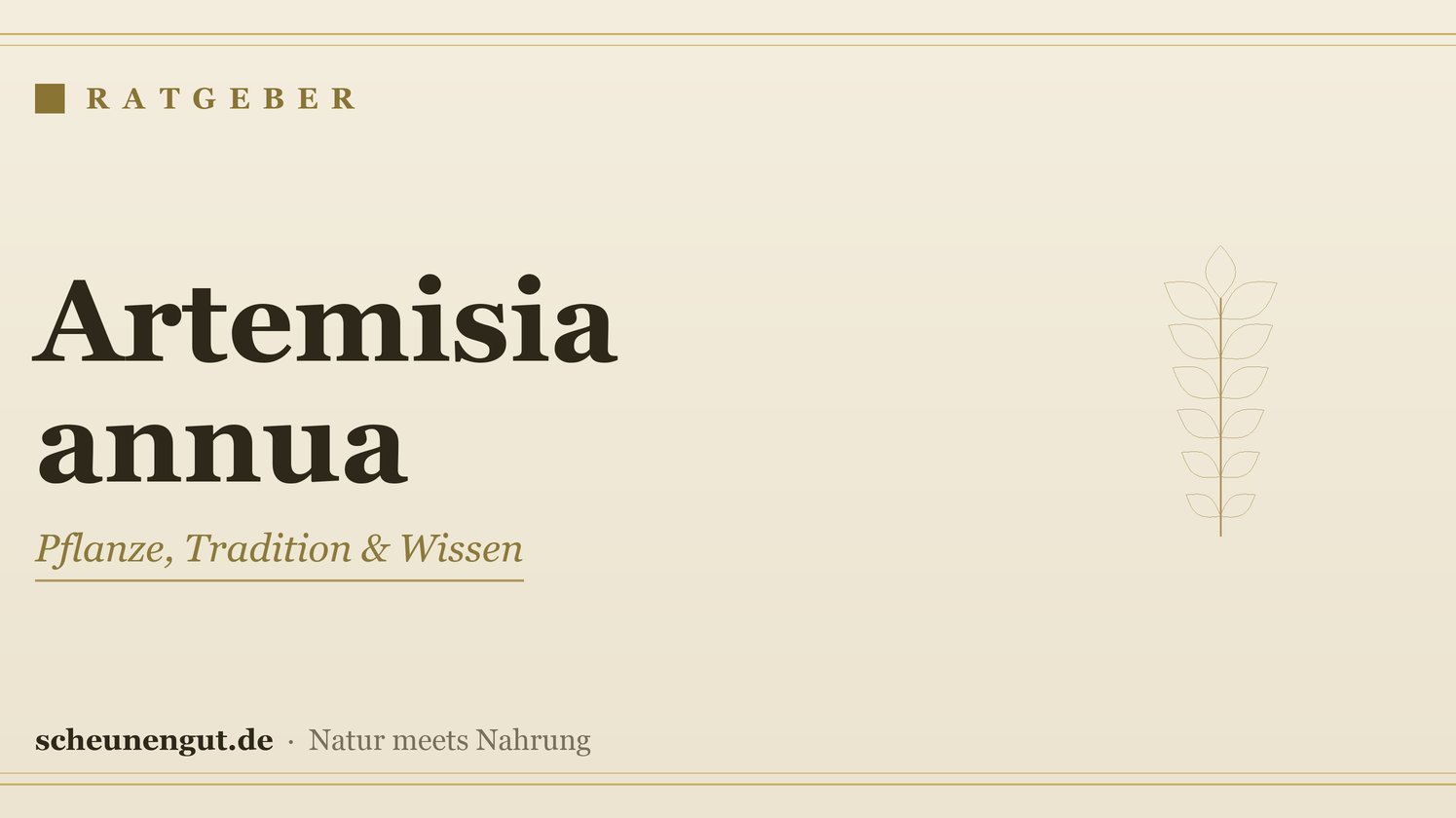 Artemisia annua: Pflanzenporträt, Tradition & Studienhistorie – Ratgeber von Scheunengut