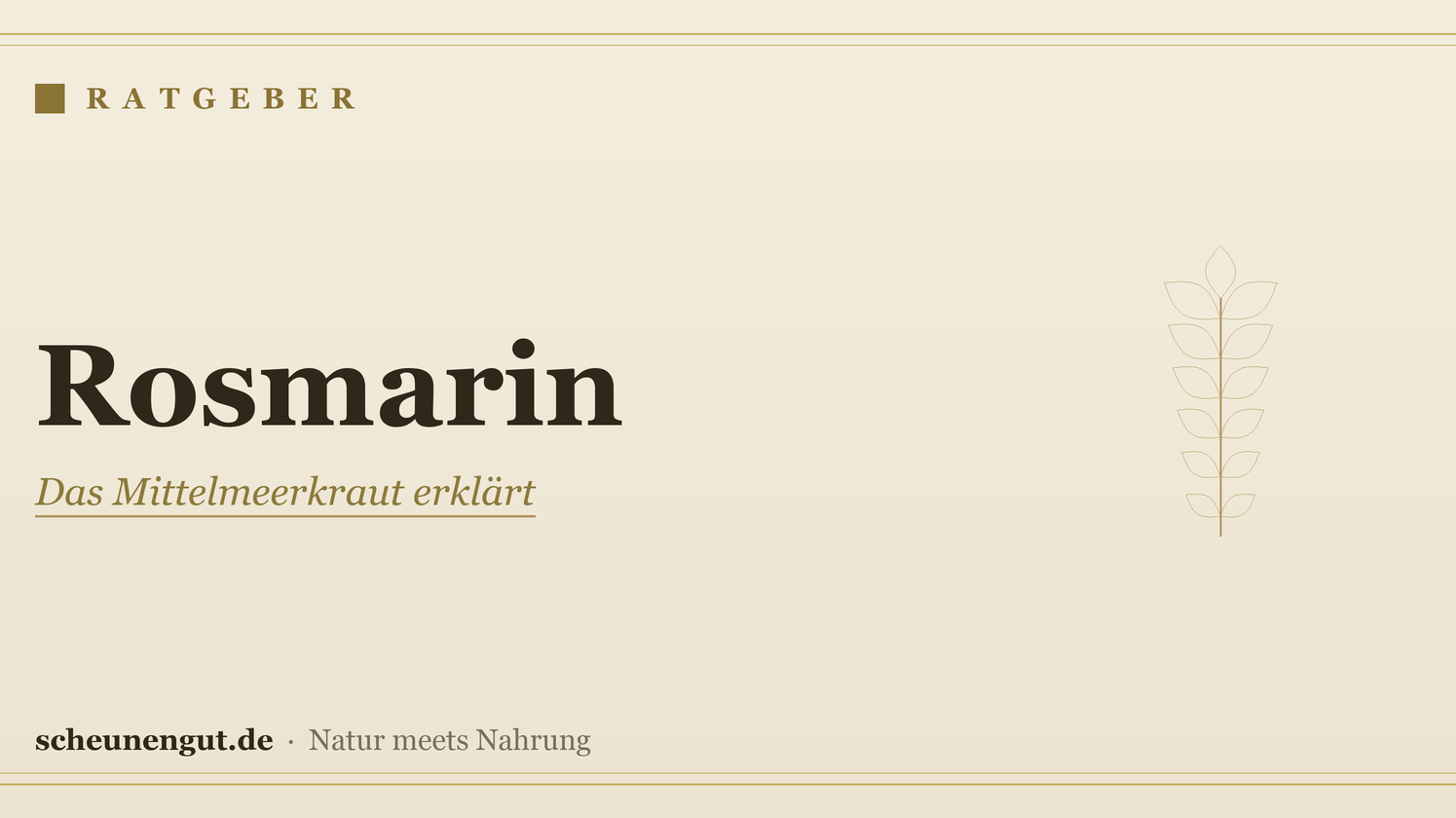 Rosmarin: Wirkung, Inhaltsstoffe und Anwendung erklärt – Ratgeber von Scheunengut