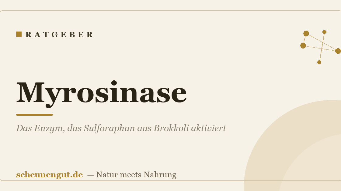 Myrosinase: Das Enzym, das Sulforaphan aus Brokkoli aktiviert