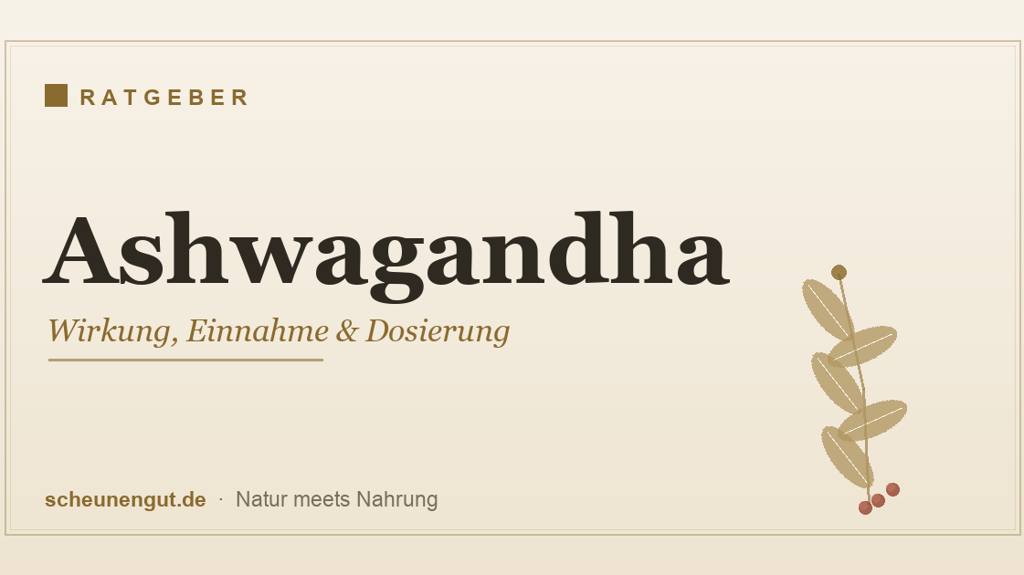 Ashwagandha (Withania somnifera) – Wirkung, Einnahme und Dosierung im Überblick