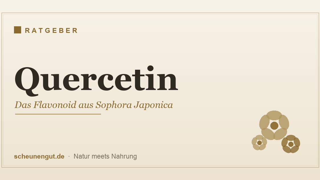 Quercetin – das Flavonoid aus Sophora Japonica